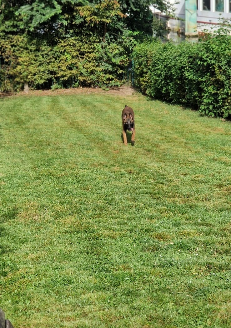Parc Canin 3